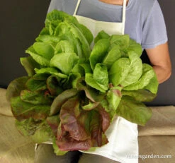 Renee's Caesar Duo 11 Renee's Caesar Duo -Parkseed Shop lettuce caesarromainduo 02