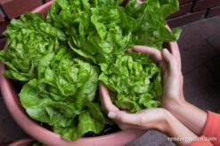 Garden Babies Butterhead -Parkseed Shop lettuce container gardenbabies 01