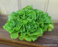 Garden Babies Butterhead -Parkseed Shop lettuce container gardenbabies 03