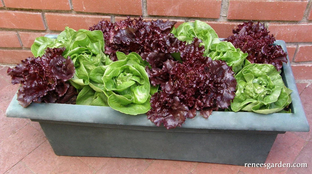 Ruby & Emerald Duet 4 Ruby & Emerald Duet - Image 2