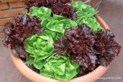 Ruby & Emerald Duet 9 Ruby & Emerald Duet -Parkseed Shop lettuce container ruby emeraldduet 02