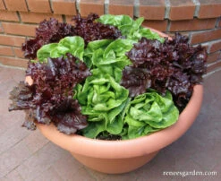 Ruby & Emerald Duet 10 Ruby & Emerald Duet -Parkseed Shop lettuce container ruby emeraldduet 05