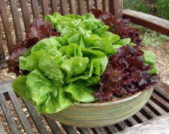 Ruby & Emerald Duet 11 Ruby & Emerald Duet -Parkseed Shop lettuce container ruby emeraldduet 06