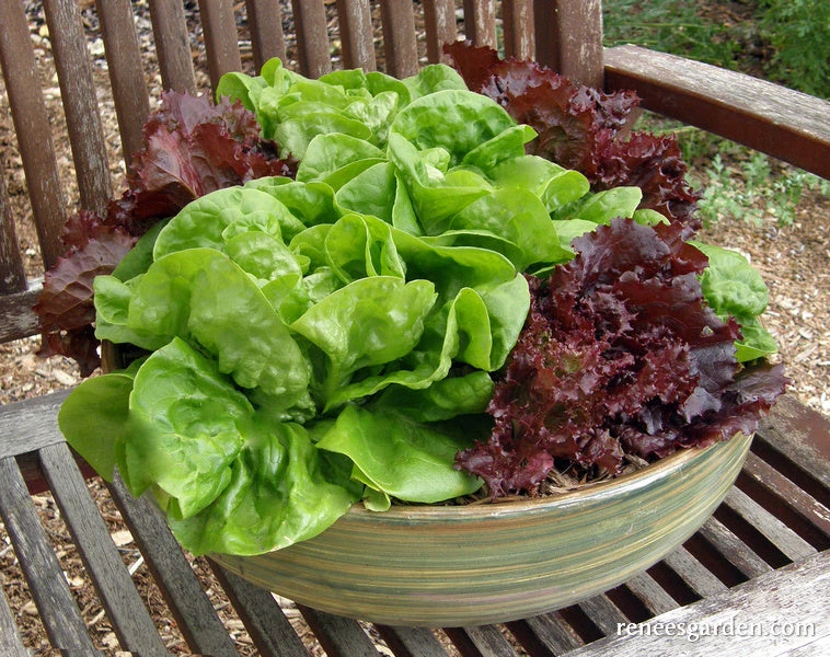 Ruby & Emerald Duet 7 Ruby & Emerald Duet - Image 5