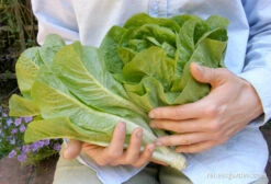 Sweetie Baby Romaine -Parkseed Shop lettuce container sweetiebabyromaine 02