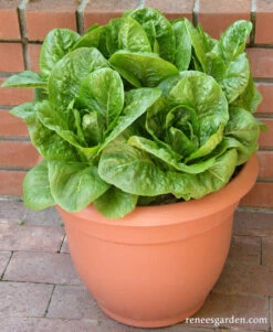 Sweetie Baby Romaine -Parkseed Shop lettuce container sweetiebabyromaine 10