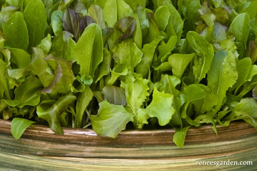 Cut And Come Again 4 Cut And Come Again - Image 2