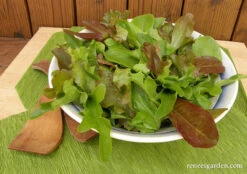 Cut And Come Again 12 Cut And Come Again -Parkseed Shop lettuce cut comeagainbabymesclun 02