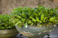Cut And Come Again 10 Cut And Come Again -Parkseed Shop lettuce cut comeagainbabymesclun 03
