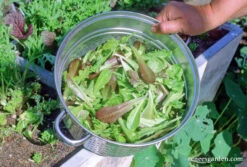 Cut And Come Again 11 Cut And Come Again -Parkseed Shop lettuce cut comeagainbabymesclun 04