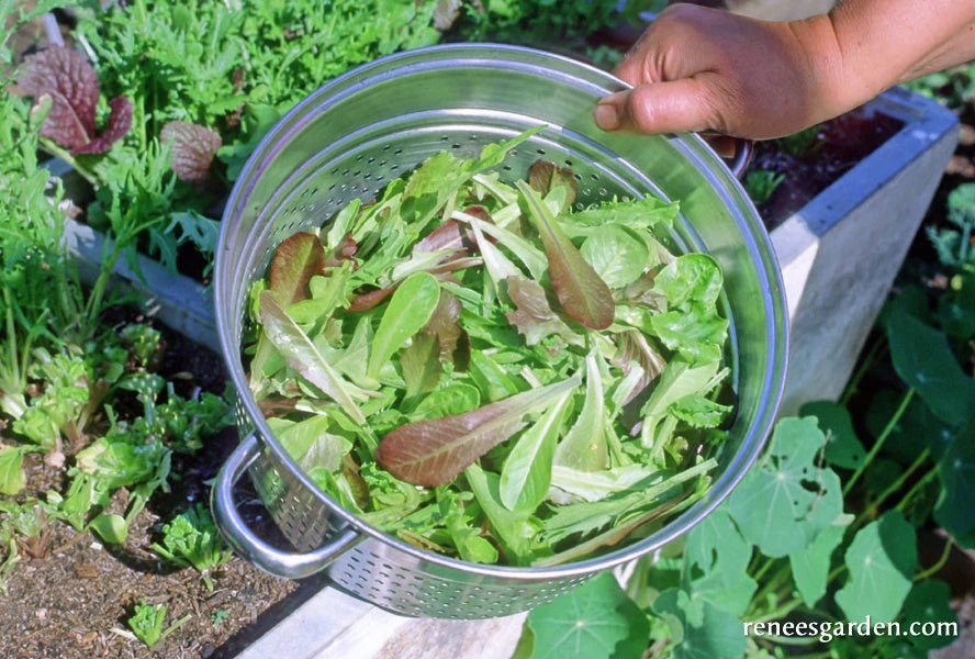 Cut And Come Again 6 Cut And Come Again - Image 4