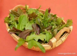 Cut And Come Again 13 Cut And Come Again -Parkseed Shop lettuce cut comeagainbabymesclun 05