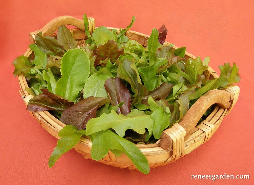 Cut And Come Again 8 Cut And Come Again - Image 6