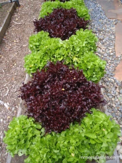 Stardom Mix -Parkseed Shop lettuce edible landscapestardom 03