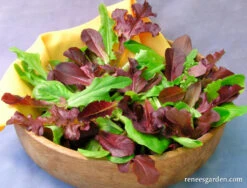 Sweet Greens & Reds -Parkseed Shop lettuce farmersmarketblend 02