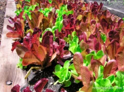 Sweet Greens & Reds -Parkseed Shop lettuce farmersmarketblend 05