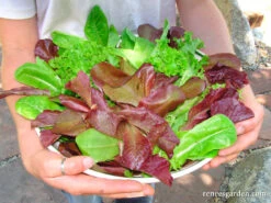 Sweet Greens & Reds -Parkseed Shop lettuce farmersmarketblend 06
