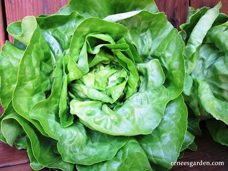 Matilda 4 Matilda - Image 2