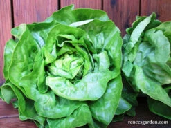 Matilda 9 Matilda -Parkseed Shop lettuce matilda 300dpi 02