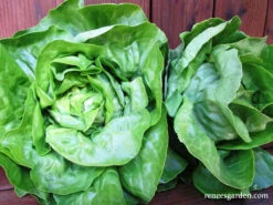 Matilda 8 Matilda -Parkseed Shop lettuce matilda 300dpi 03