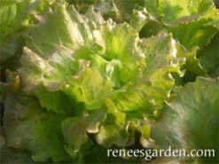 Merveille De Quatre Saisons -Parkseed Shop lettuce merveille de 4 saisons 72dpi 4