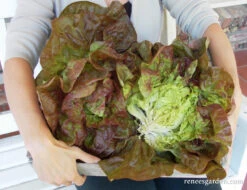 Merveille De Quatre Saisons -Parkseed Shop lettuce merveillede4saisons 01