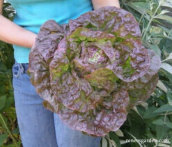 Merveille De Quatre Saisons -Parkseed Shop lettuce merveillede4saisons 03