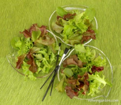 Monet's Garden Mesclun -Parkseed Shop lettuce monet sgardenmesclun 02