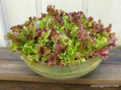 Monet's Garden Mesclun -Parkseed Shop lettuce monet sgardenmesclun 08