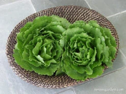 Queen Of Crunch -Parkseed Shop lettuce queenofcrunch 300dpi 01