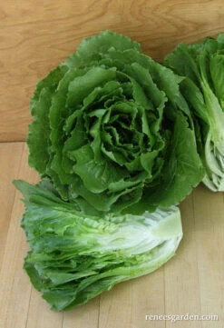 Queen Of Crunch -Parkseed Shop lettuce queenofcrunch 300dpi 04