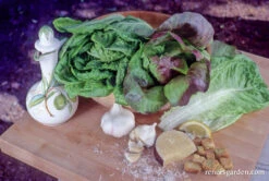 Renee's Caesar Duo 13 Renee's Caesar Duo -Parkseed Shop lettuce romaine caesarduo 01