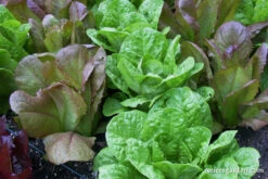Renee's Caesar Duo 12 Renee's Caesar Duo -Parkseed Shop lettuce romaine caesarduo 02