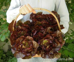 Ruby Gem -Parkseed Shop lettuce ruby gem 72dpi 6