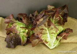 Ruby Gem -Parkseed Shop lettuce rubygem 02