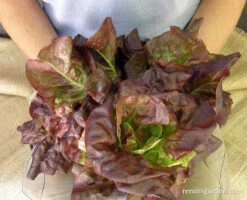 Ruby Gem -Parkseed Shop lettuce rubygem 03