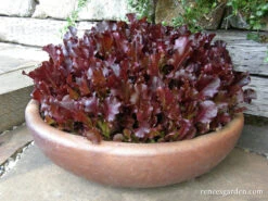 Sea Of Red -Parkseed Shop lettuce seaofred 02
