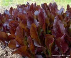 Sea Of Red -Parkseed Shop lettuce seaofred 03