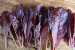 Sea Of Red -Parkseed Shop lettuce seaofred 04