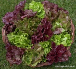 European Reds & Greens -Parkseed Shop lettuce summerbouquettrio 02