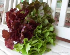 European Reds & Greens -Parkseed Shop lettuce summerbouquettrio 03