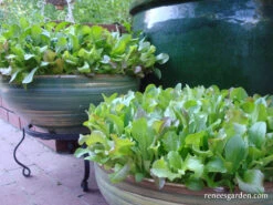 Wine Country Mesclun -Parkseed Shop lettuce winecountrymesclun 03