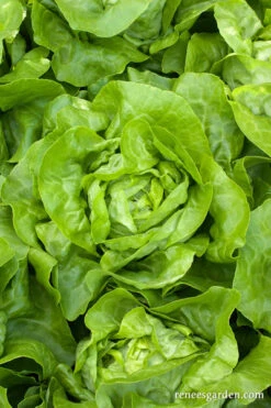 Rhapsody -Parkseed Shop lettuce rhapsody