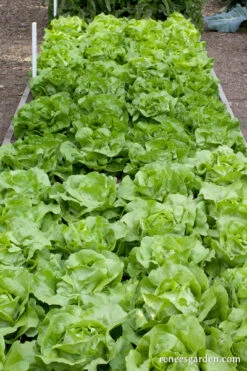 Rhapsody -Parkseed Shop lettuce rhapsody 3b3908d7 1de6 43b6 b7b3 c799dbd75b7b