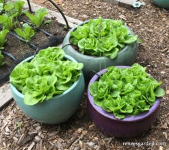 Garden Babies Butterhead -Parkseed Shop lettucegardenbabies 1