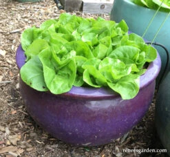 Garden Babies Butterhead -Parkseed Shop lettucegardenbabies 2