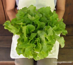 Stardom Mix -Parkseed Shop letuce ediblelandscape 01