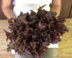 Stardom Mix -Parkseed Shop letuce ediblelandscape 02