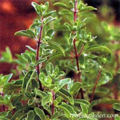 Sweet Marjoram -Parkseed Shop marjoram 72dpi 2