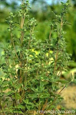 Sweet Marjoram -Parkseed Shop marjoram 72dpi 3